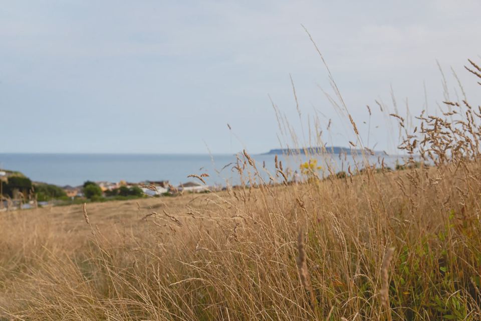 Coast view through the grass