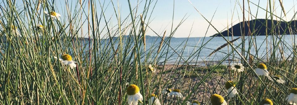 Dune grass and sea