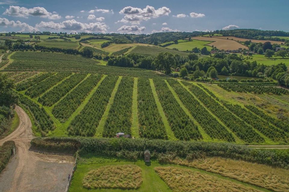 Vineyard rows and hills