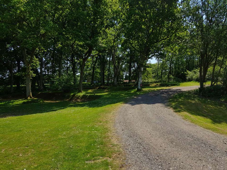 Site road through the trees