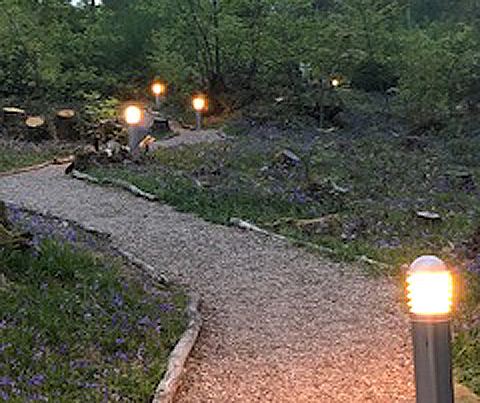 Lit path through bluebells