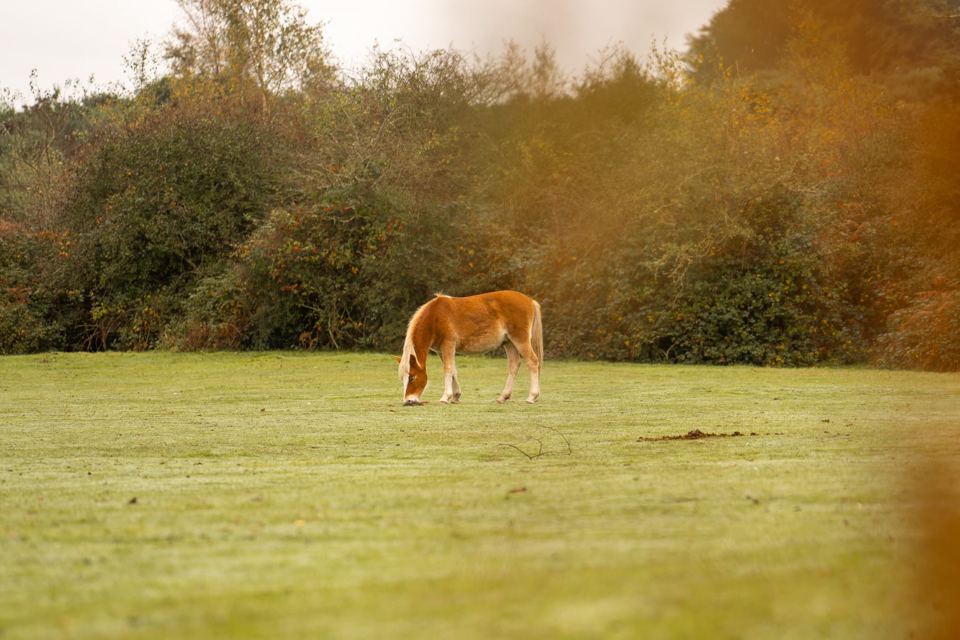 Pony grazing on the heath