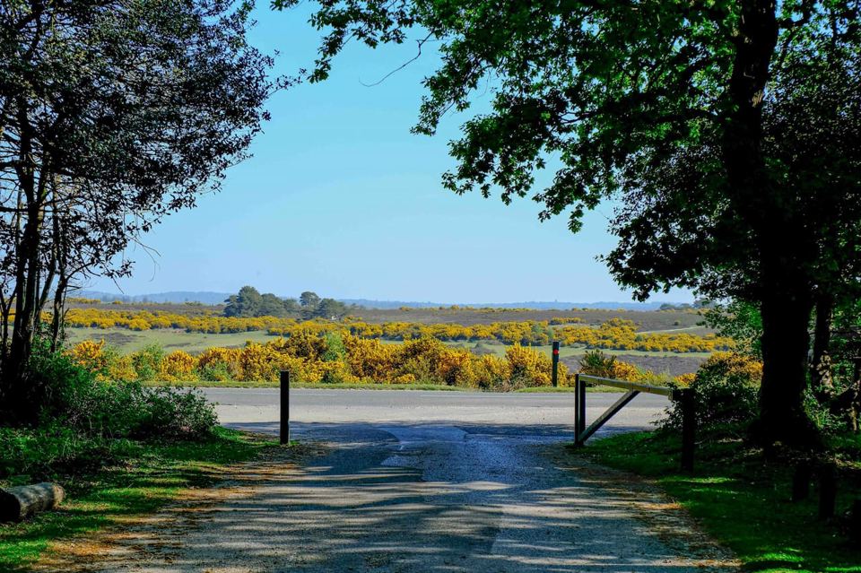 Gorse heath view from the site