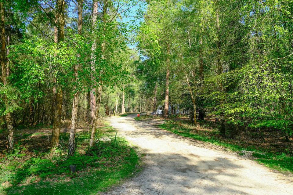 Gravel track in spring woodland