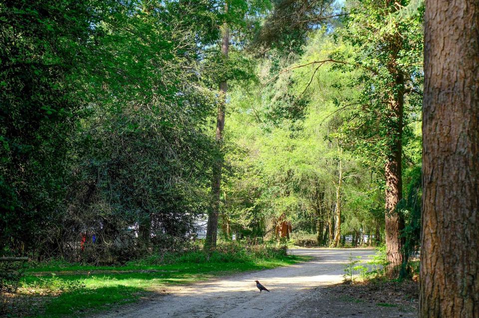 Forest track through the site