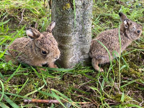 Young hares by a tree