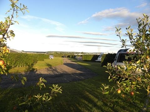 Pitches among apple trees