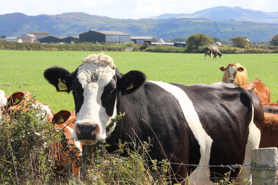 Cows in the field by the farm