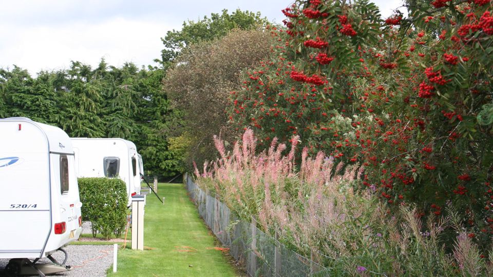 Caravans beside the hedge