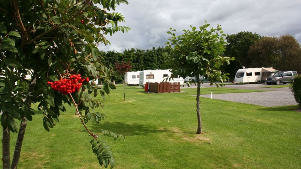 Rowan tree and pitches