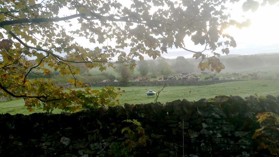 Misty fields behind a stone wall