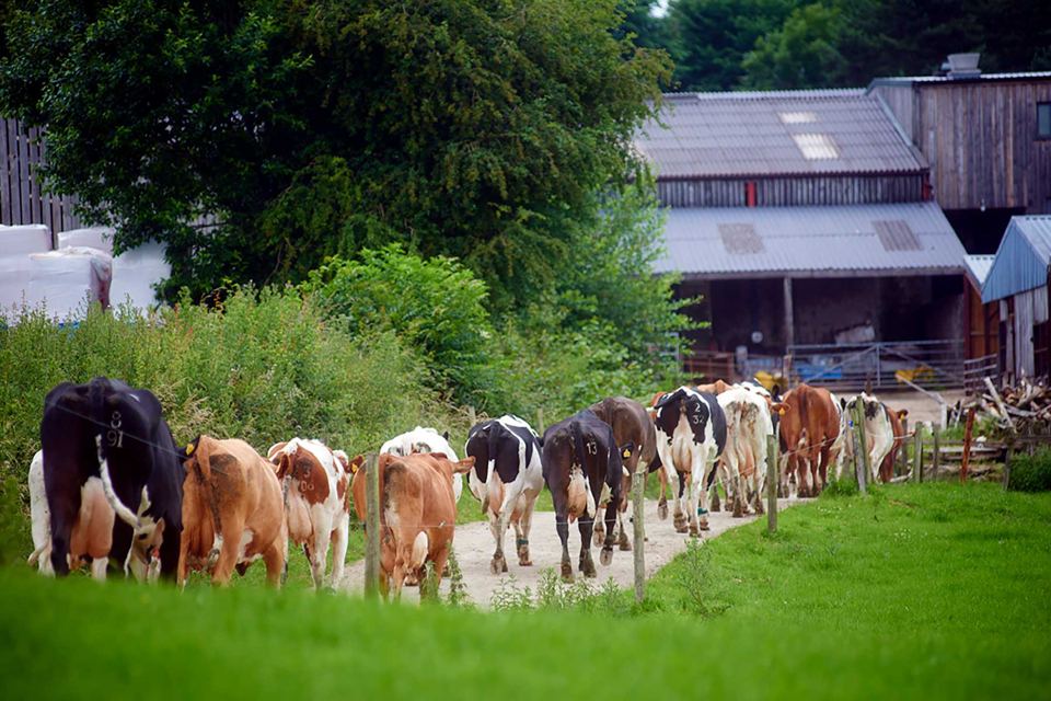 Cows walking past the farm buildings