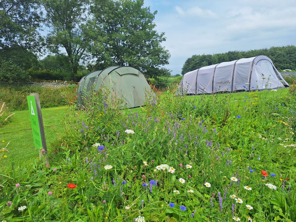 Tents among wildflower meadow