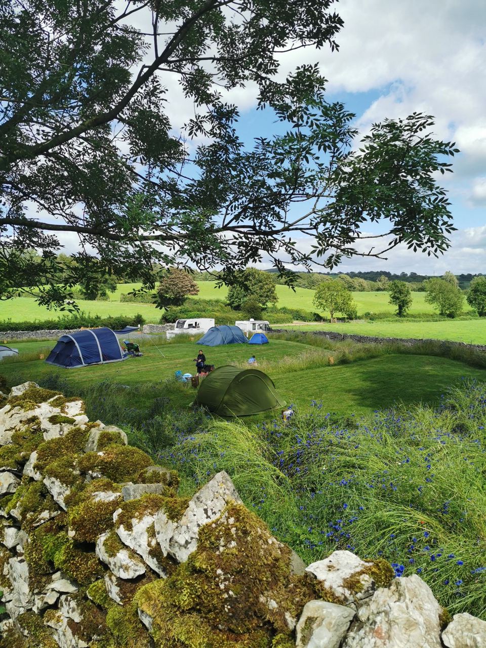 Tents in the field below trees