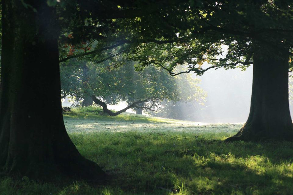 Misty parkland under old trees