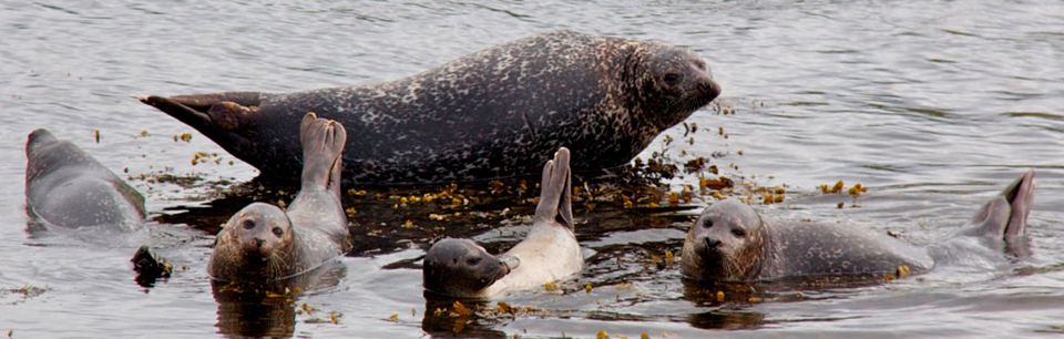 Seals in the water
