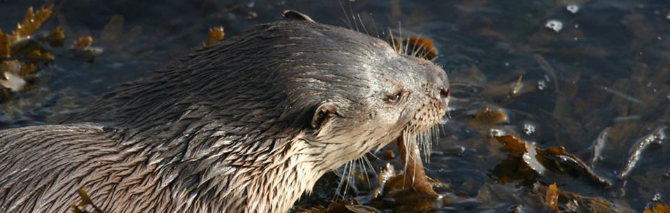 Otter off the Shetland coast