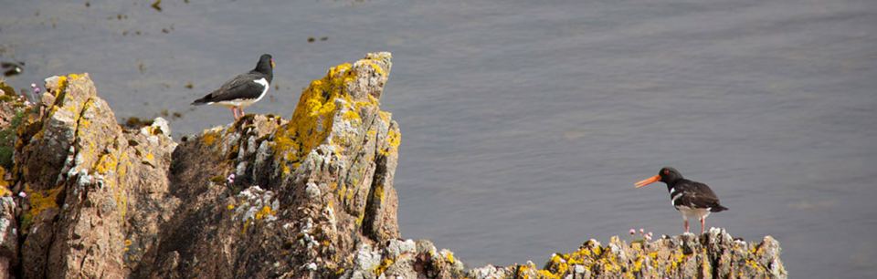 Oystercatchers on the rocks
