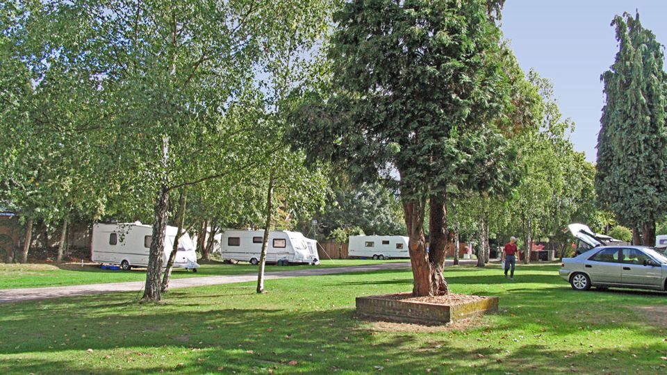 Grass pitches under birches