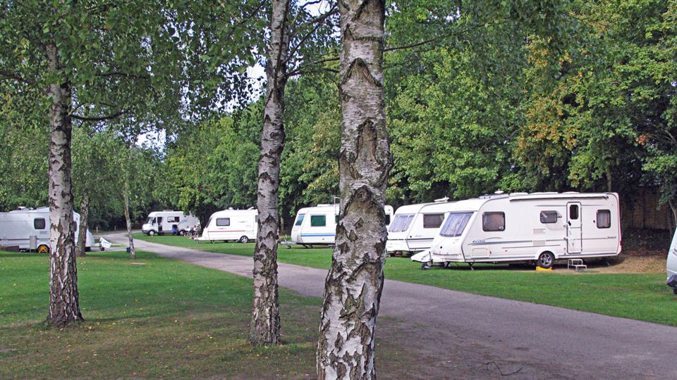 Birch trees beside the pitches