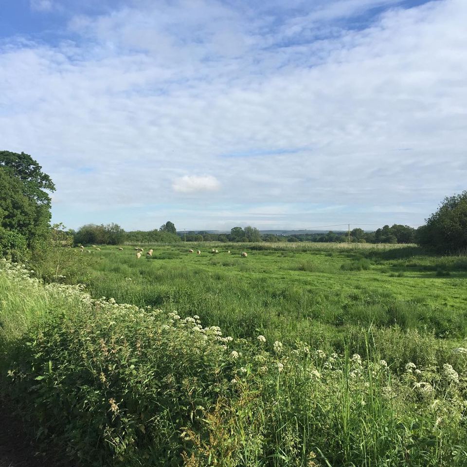 Meadows by the river
