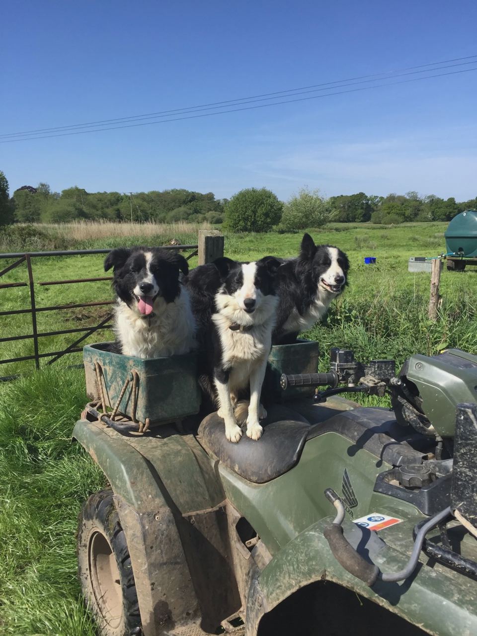 Farm dogs on the quad
