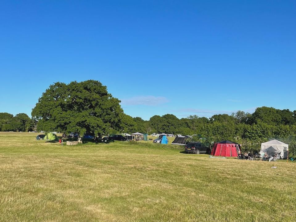 Oak Tree field