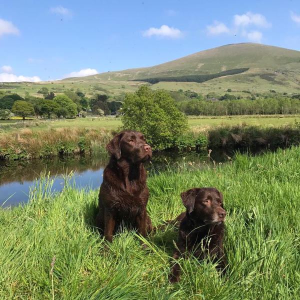 Dogs by the River Gwyrfai