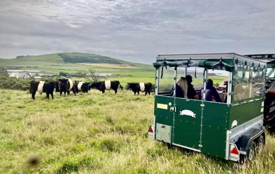 Belted Galloways and farm tour