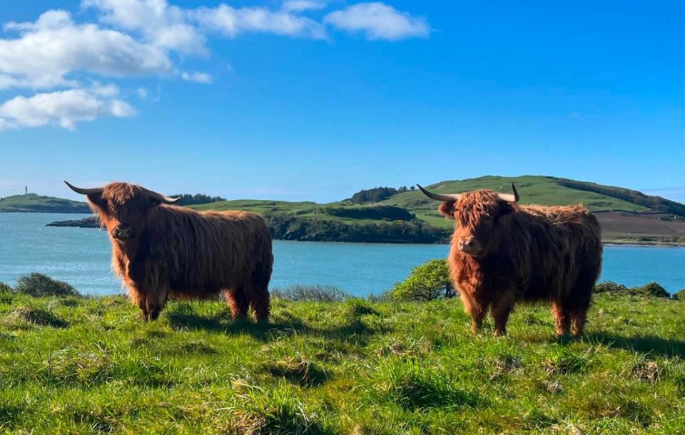 Highland cows by the bay