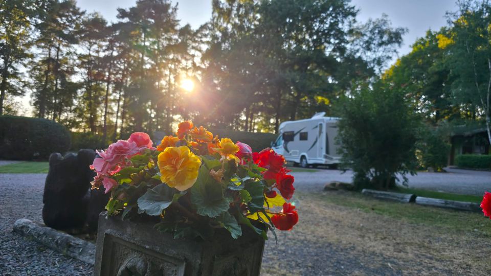 Motorhome pitch under the pines