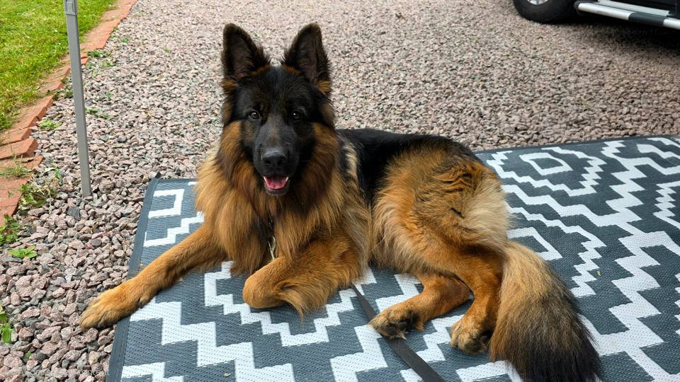 Dog on a pitch mat