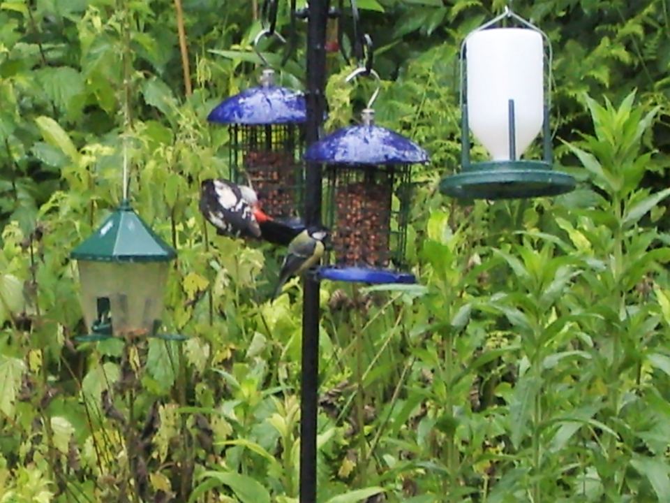 Bird feeders by the pitches