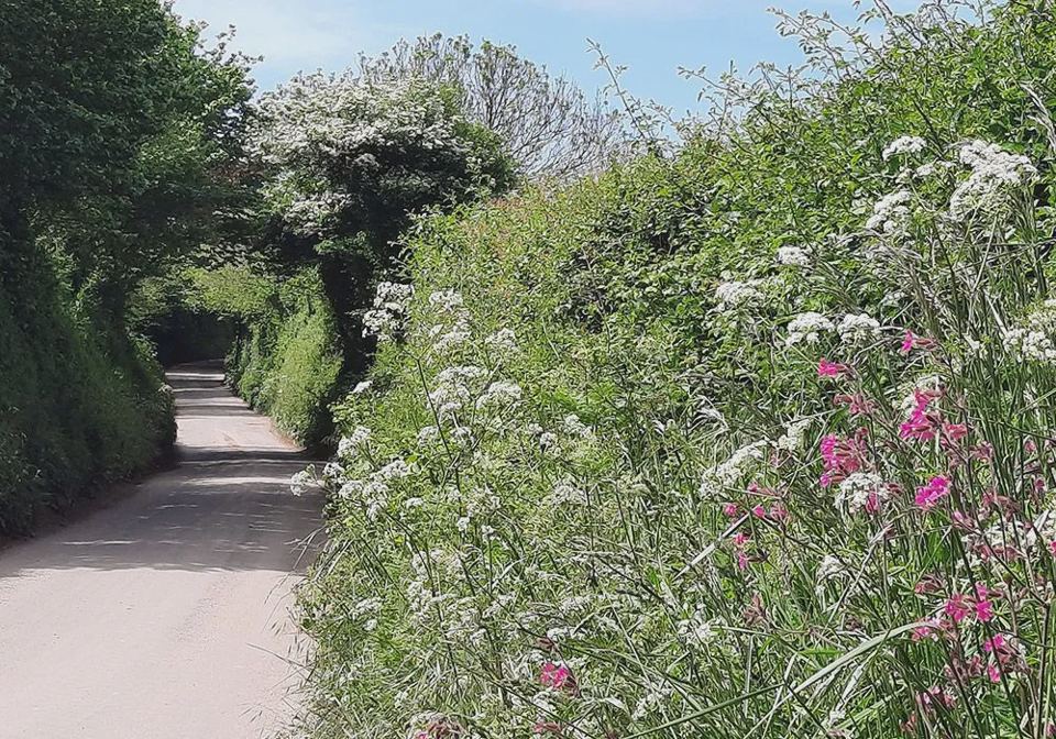 Lane between hedges and wildflowers