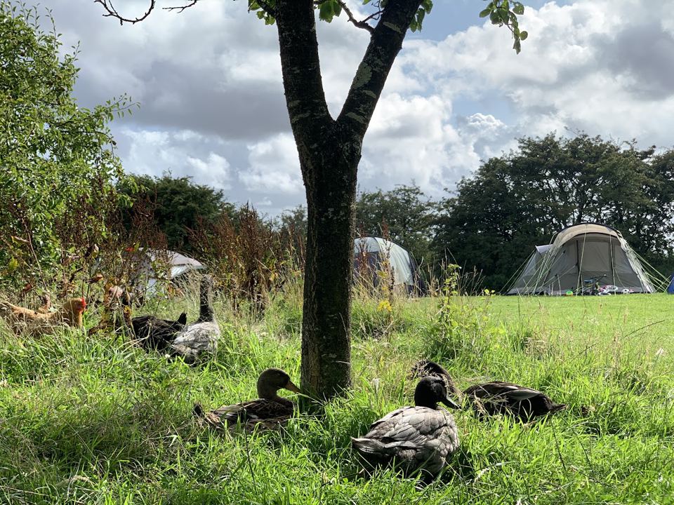 Geese by the bell tent under the tree