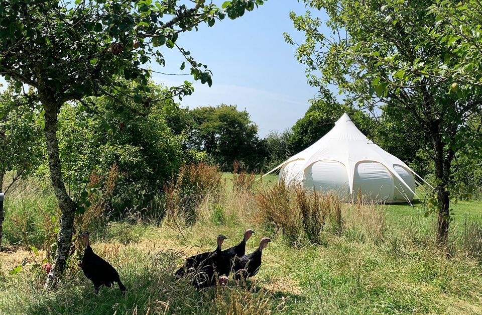 Bell tent with turkeys in the grass