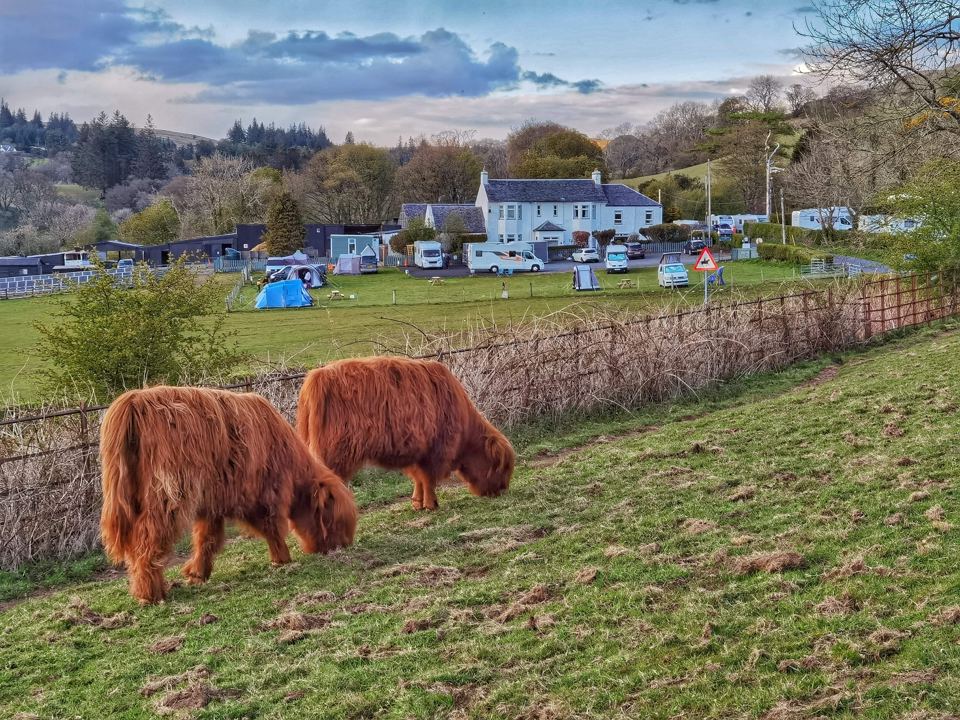 Highland cows beside the site