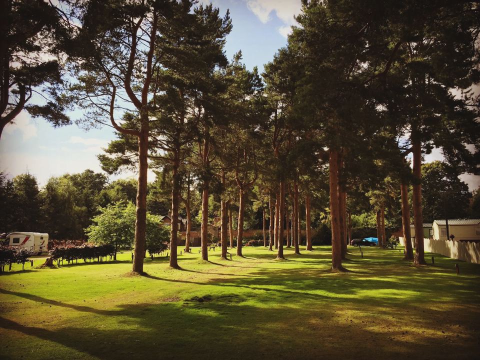 Touring pitches under pines