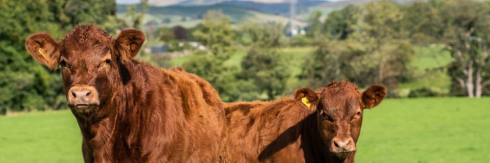 Red cattle at the fence