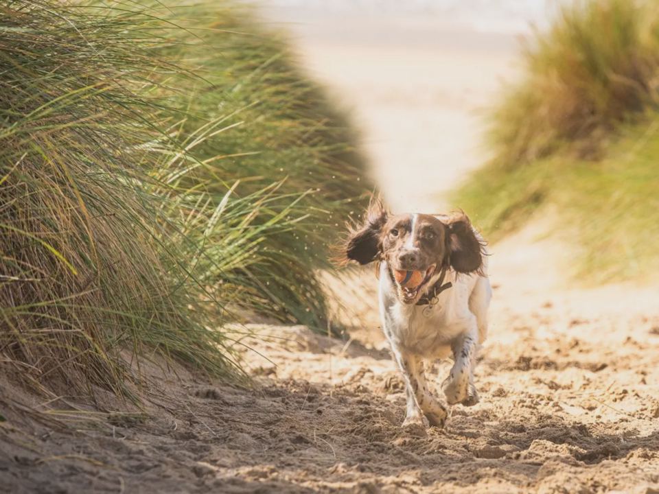 Dog running through the dunes
