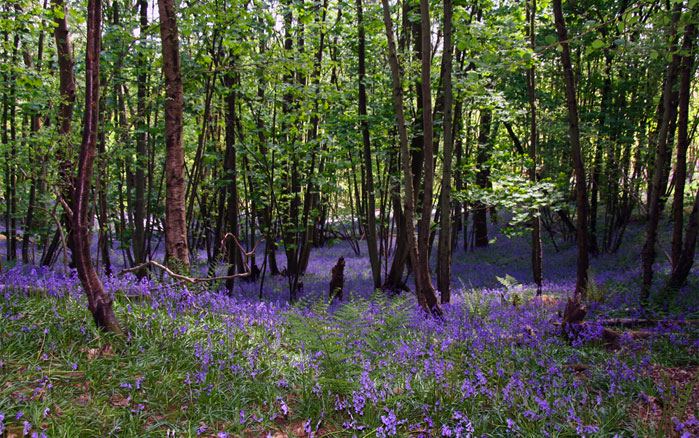 Bluebell wood