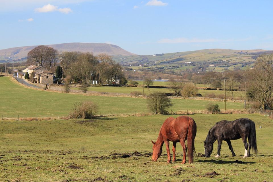 Horses with Pendle Hill beyond