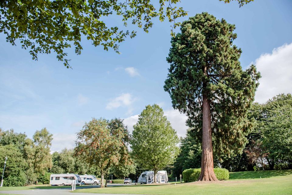 Giant redwood and pitches