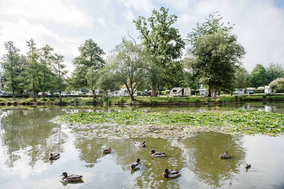 Ducks on the lake