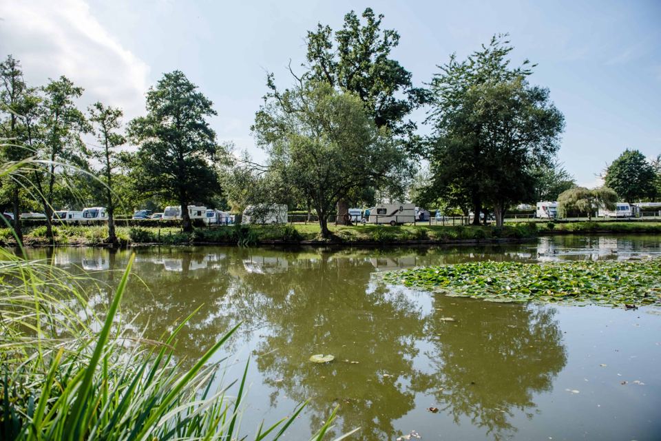 Water lilies on the lake