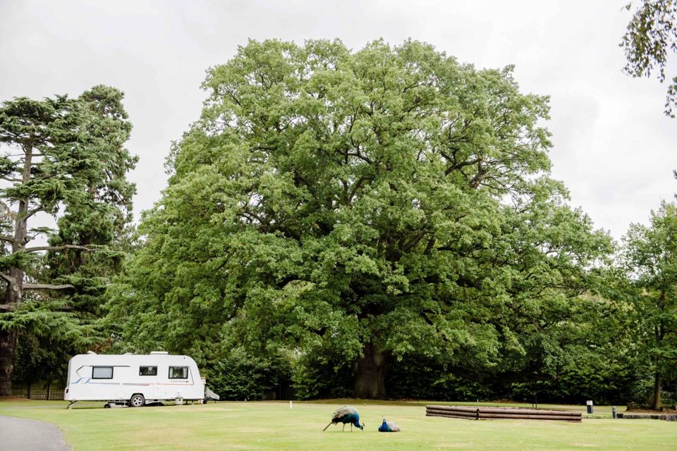 Caravan under a big tree