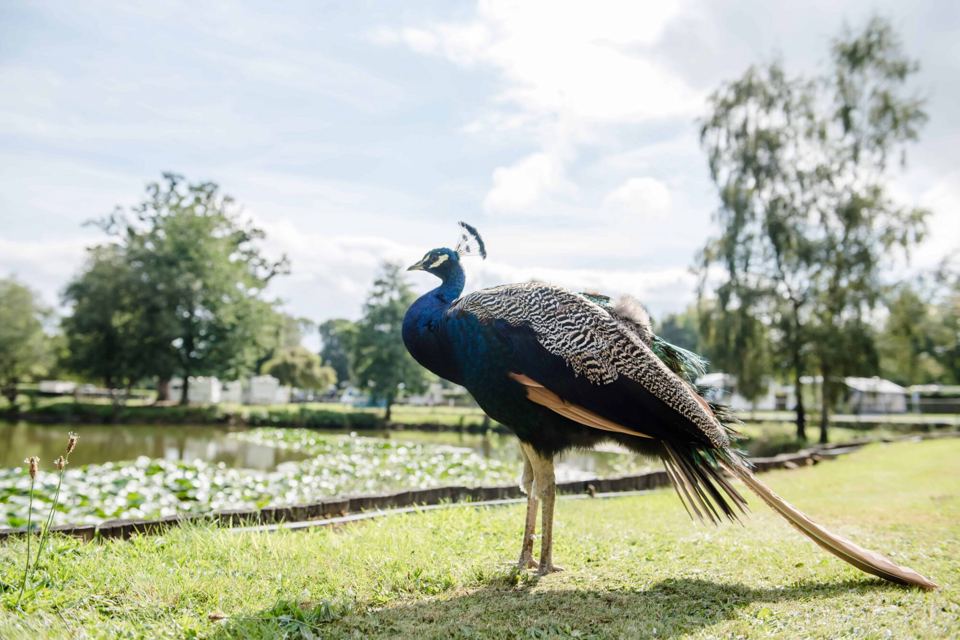 Peacock by the lake