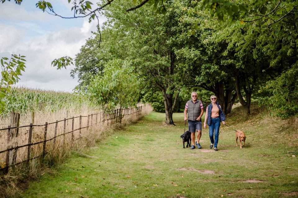 Dog walk beside the field