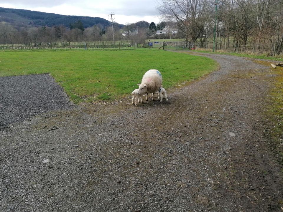 Sheep on the site track
