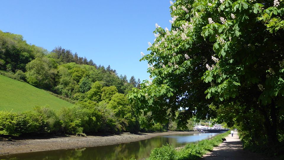 River path under the trees